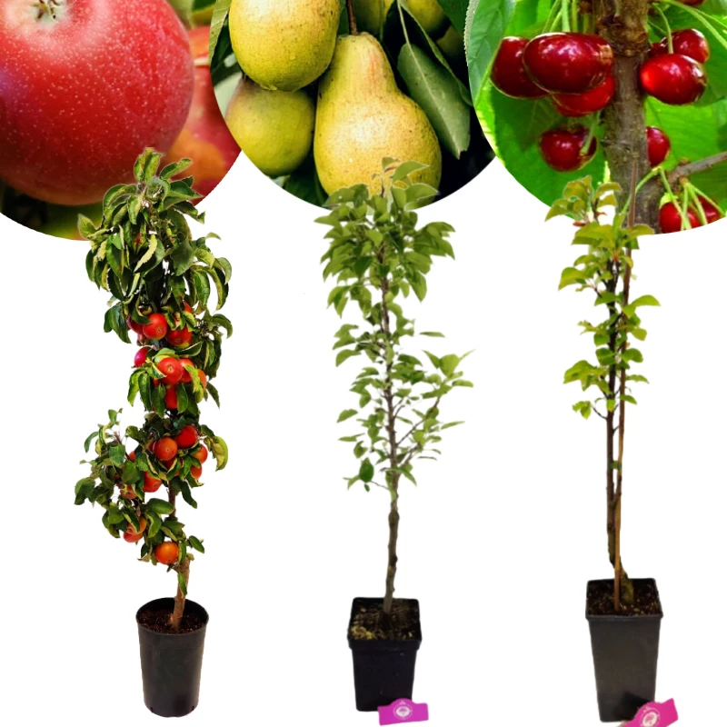 Lot de 3 arbres fruitiers colonnaires - 1 pommier colonnaire, 1 poirier colonnaire, 1 cerisier colonnaire - Hauteur 100cm - Pot de 5 litres
