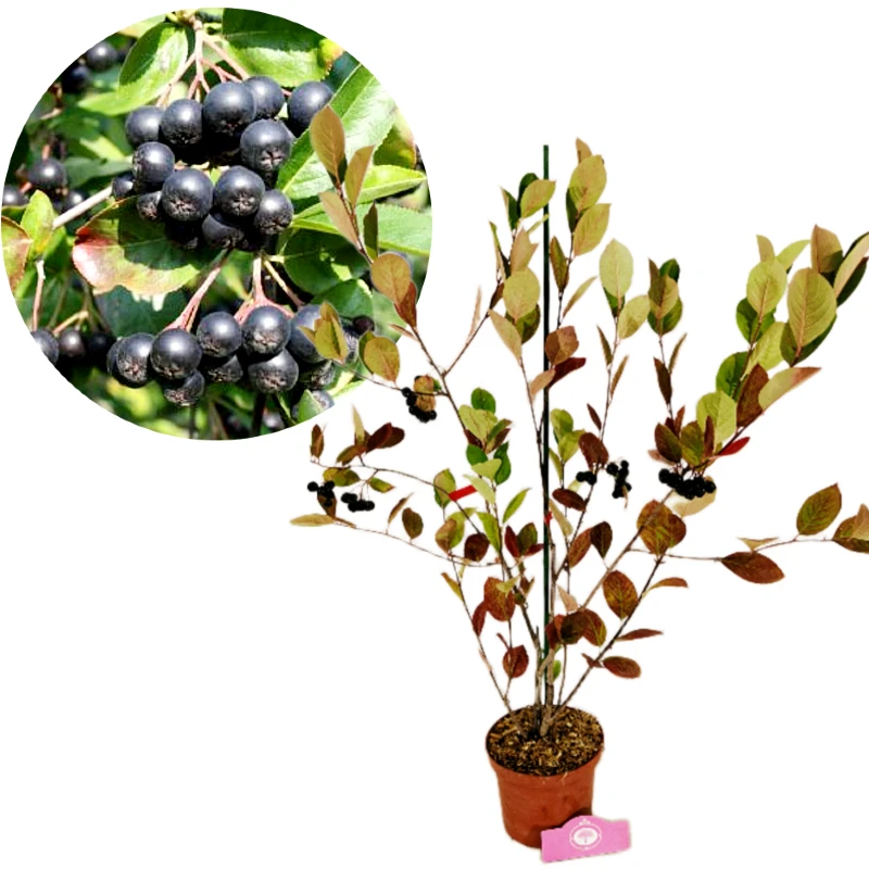 Aronia prunifolia 'Nero', appelbes, bessenstruik, 2 liter pot