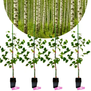 Set of 4 Betula pendula - Rough birch - Height 50/60cm - 9cm pot