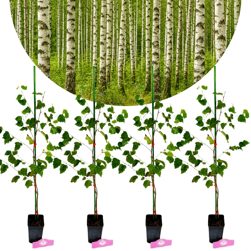 Set van 4 Betula pendula - Ruwe berk - Hoogte 50/60cm - 9cm pot