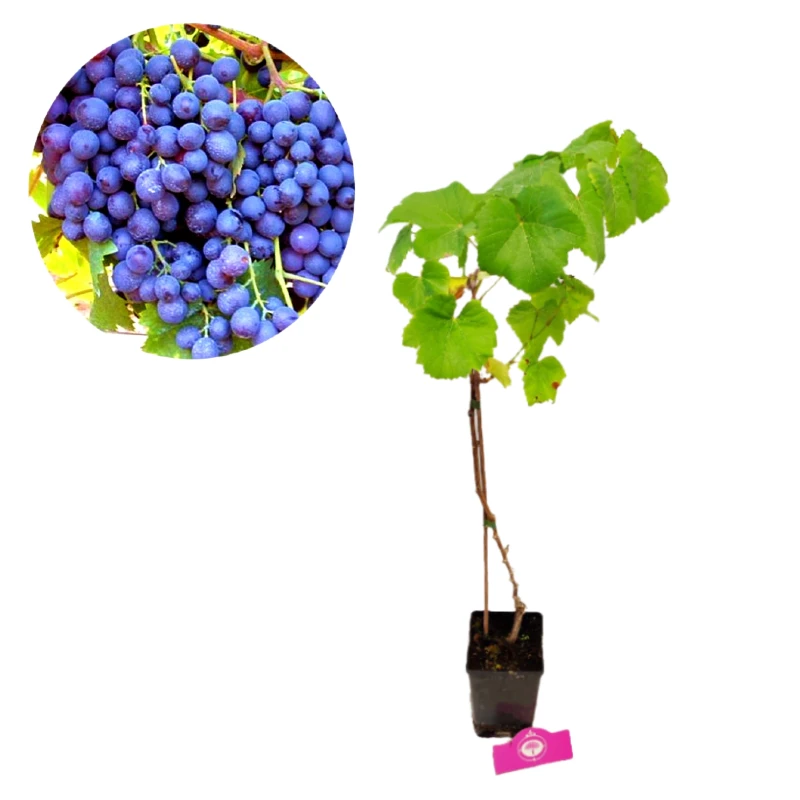 Set van 3 Mediterrane fruitplanten - Vijg, Granaatappel, Druif - Hoogte 50 cm - 11 cm pot - Image 4