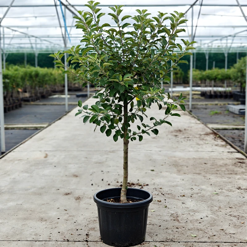 Malus domestica - Old apple tree (various varieties) - 45L pot - approx. 1.5-2.5m