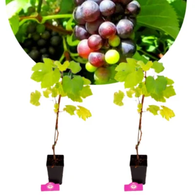 Set van 2 Druiven - Vitis vinifera 'Prior' - Hoogte 40cm - 11cm pot