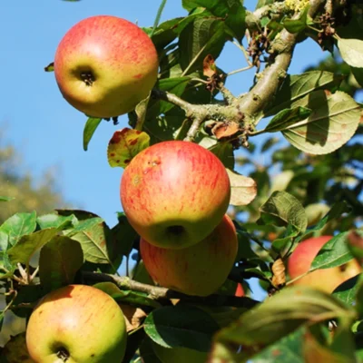Oude/grote fruitbomen
