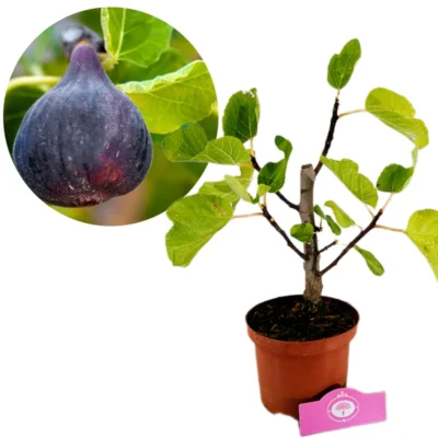 Ficus carica 'Black Mission' Vijgenboom, struikvorm, 2 liter pot