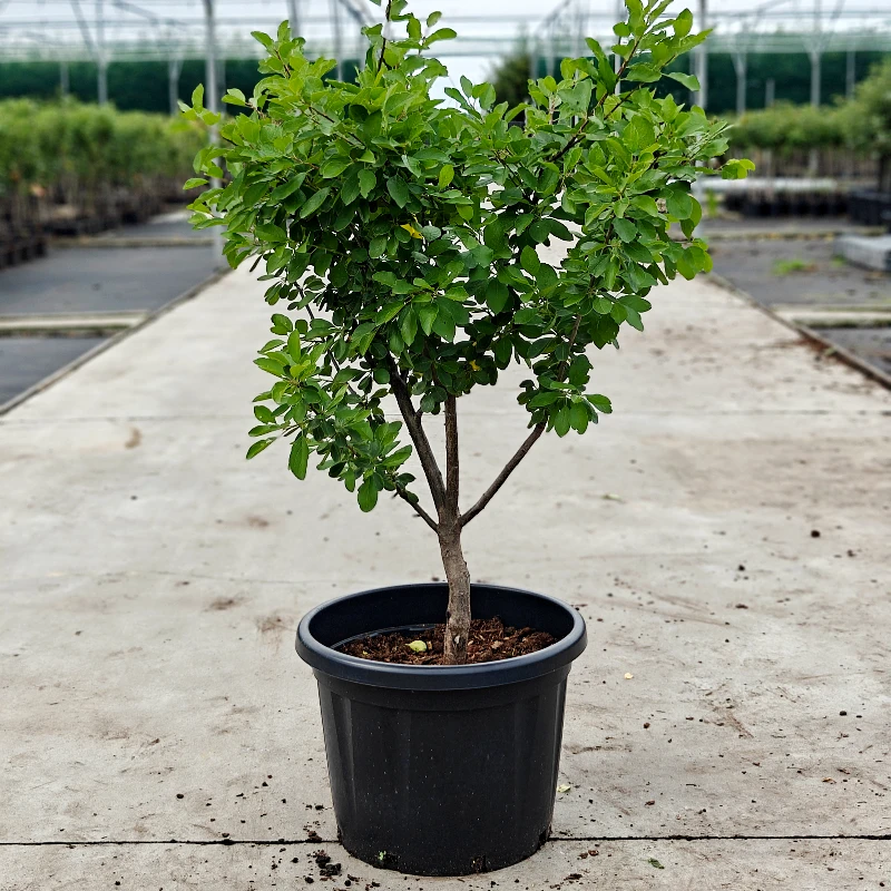 Prunus domestica - Old plum tree (various varieties) - 45L pot - approx. 1.5m