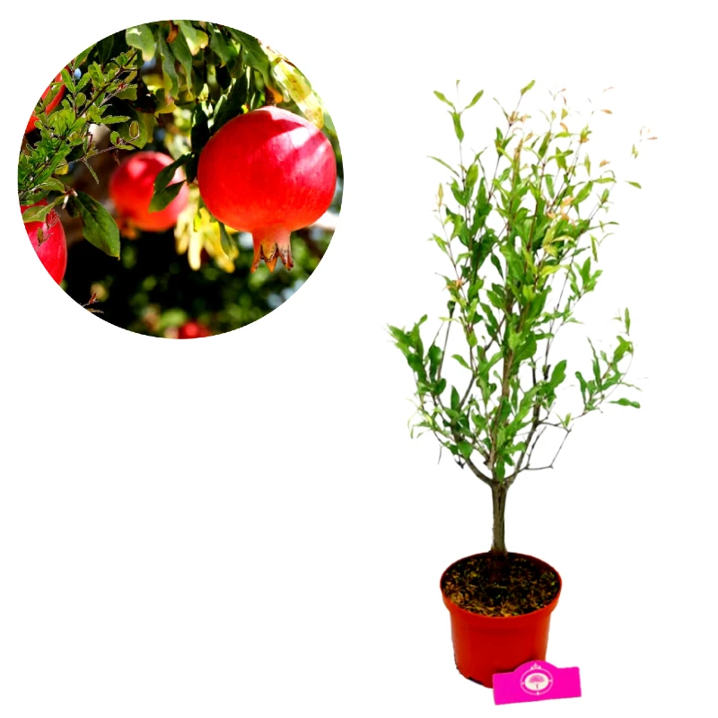 Set van 3 Mediterrane fruitplanten - Vijg, Granaatappel, Druif - Hoogte 50 cm - 11 cm pot - Image 3