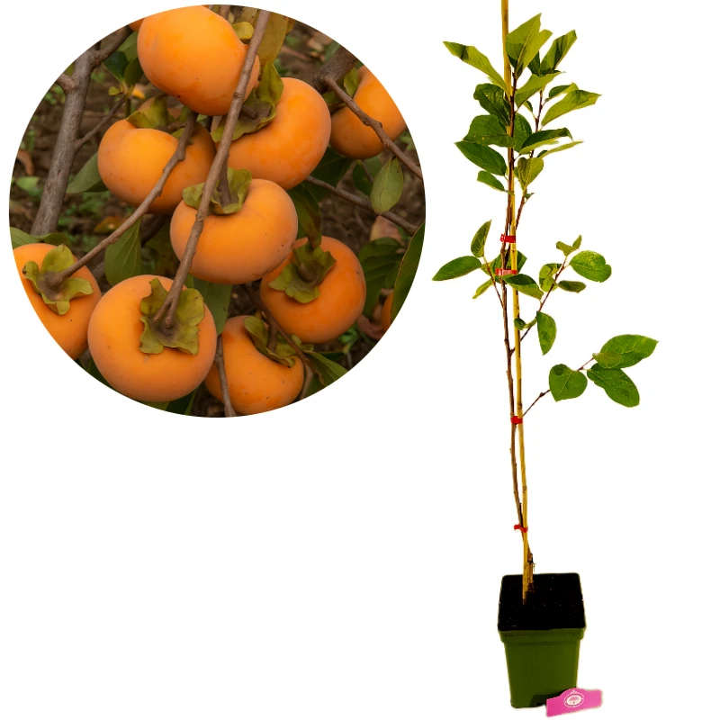 Diospyros kaki 'Fau Fau', sharonfruit, 5 liter pot, Hoogte 90cm