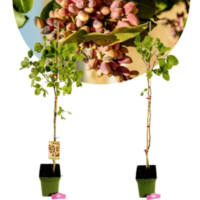 Set van 2 Pistachia vera - mannelijk en vrouwelijk - Pistachenotenboom - Hoogte 120cm - 5 liter pot