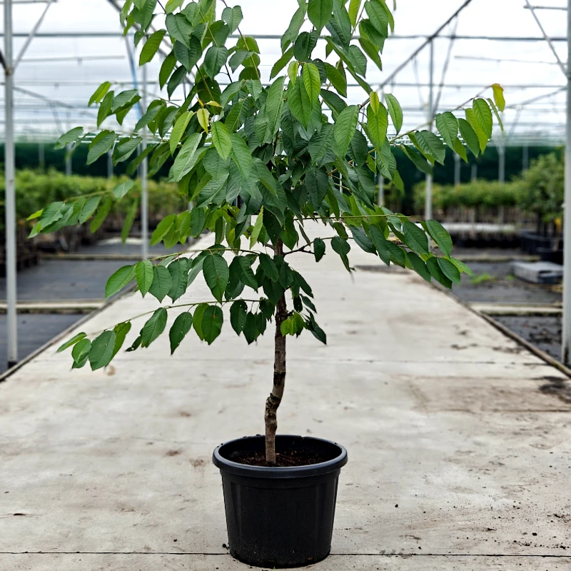 Prunus avium - Oude Kersenboom (diverse rassen) - 45L pot - ca. 2,0‑2,5 m