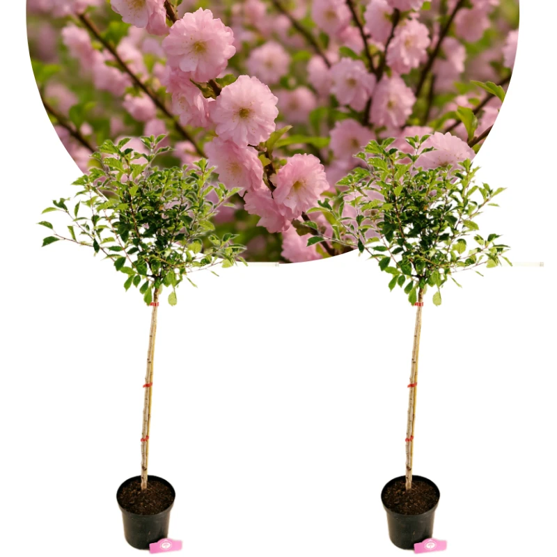 Set of 2 Prunus triloba - Almond tree - Height 100cm - 5 litre pot