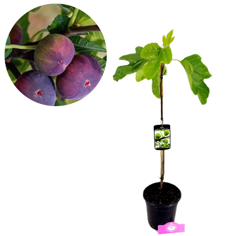 Set van 3 Mediterrane fruitplanten - Vijg, Granaatappel, Druif - Hoogte 50 cm - 11 cm pot - Image 2