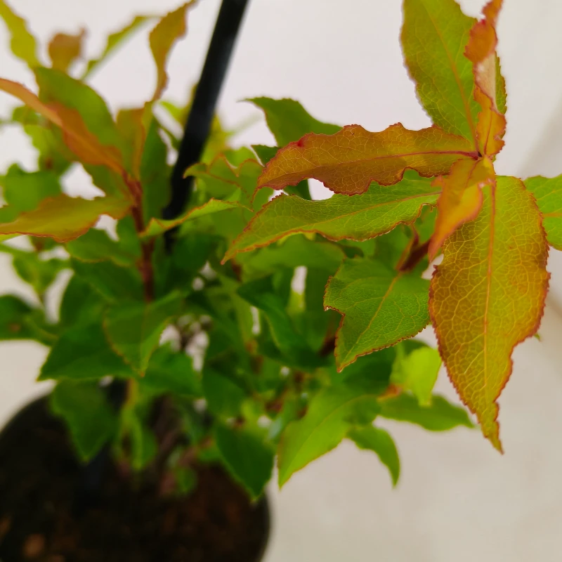 Set van 3 Bosbessen - Vaccinium cylindraceum 'Blau Perle' – Hoogte 20cm – 9cm pot - Billede 4