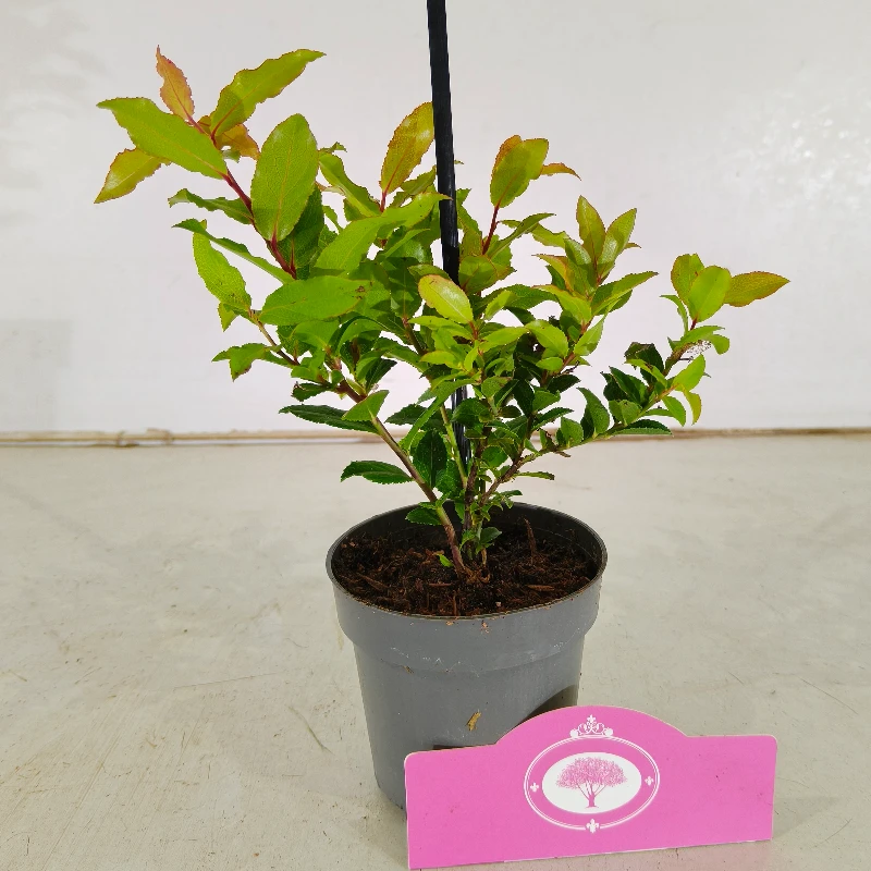 Set van 3 Bosbessen - Vaccinium cylindraceum 'Blau Perle' – Hoogte 20cm – 9cm pot - Billede 2