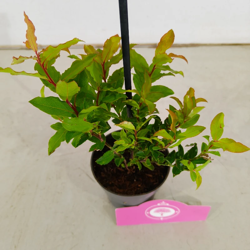 Set van 3 Bosbessen - Vaccinium cylindraceum 'Blau Perle' – Hoogte 20cm – 9cm pot - Billede 3