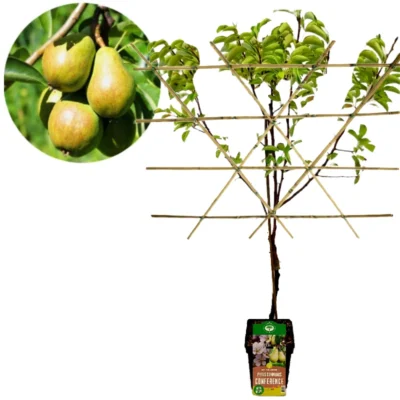 Pyrus communis 'Conference' poirier, emballage vide, pot de 5 litres