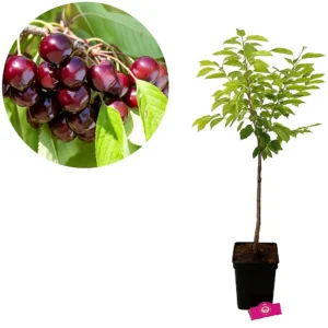 Prunus avium 'Bigarreau Burlat' Kirschbaum, 5-Liter-Topf