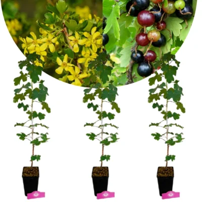 Set van 3 Gele Ribes - Ribes aureum – Hoogte 70cm – 1,5 liter pot