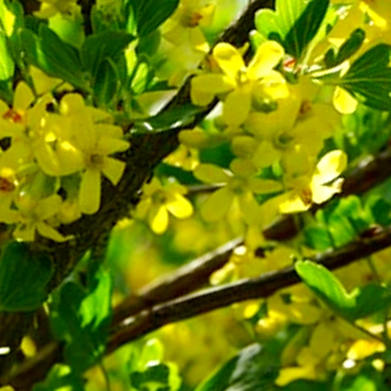 Set van 3 Gele Ribes - Ribes aureum – Hoogte 70cm – 1,5 liter pot - Billede 2