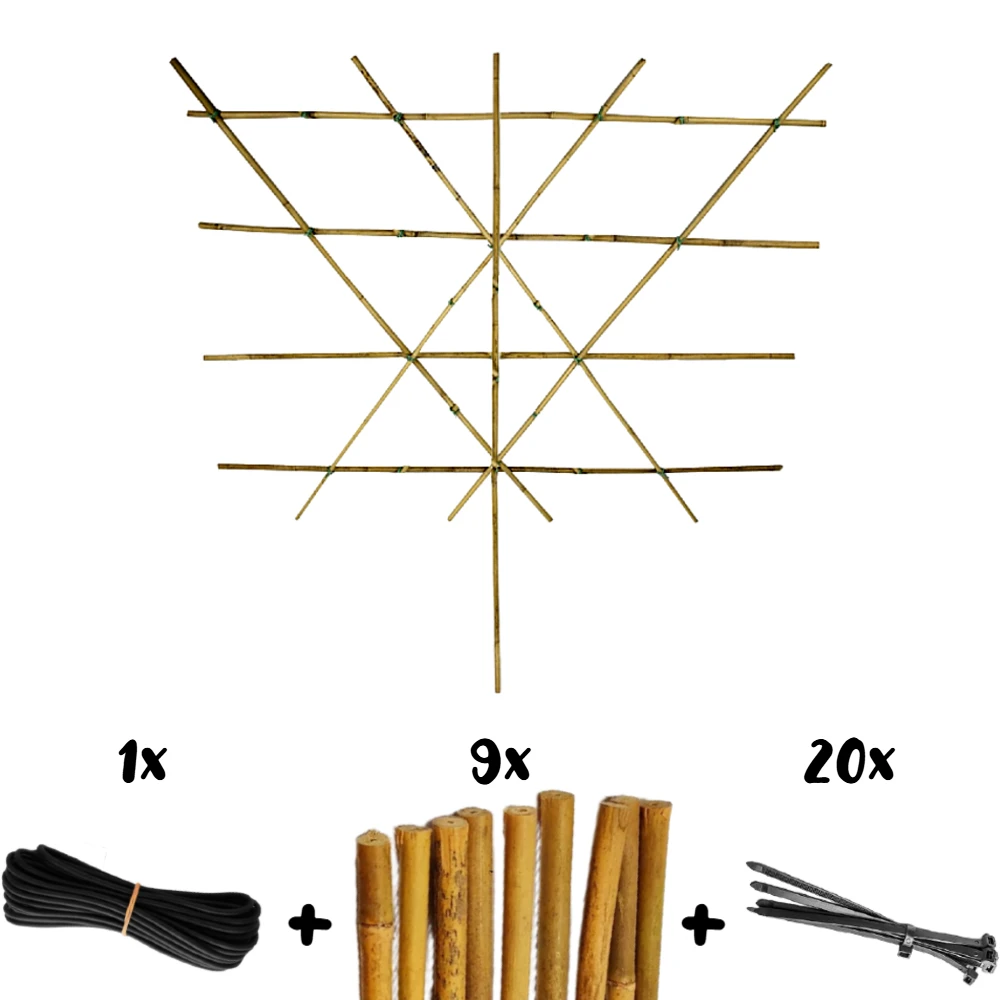 Prunus domestica 'Victoria' Pruimenboom, leipakket, 5 liter pot - Bild 2