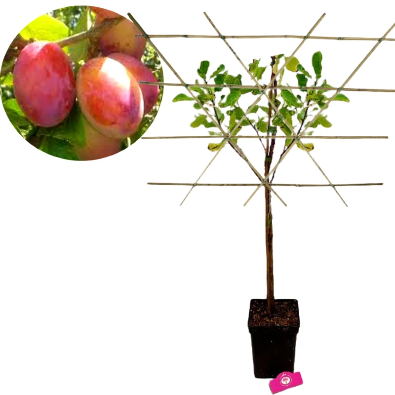 Prunus domestica 'Victoria' Pruimenboom, leipakket, 5 liter pot