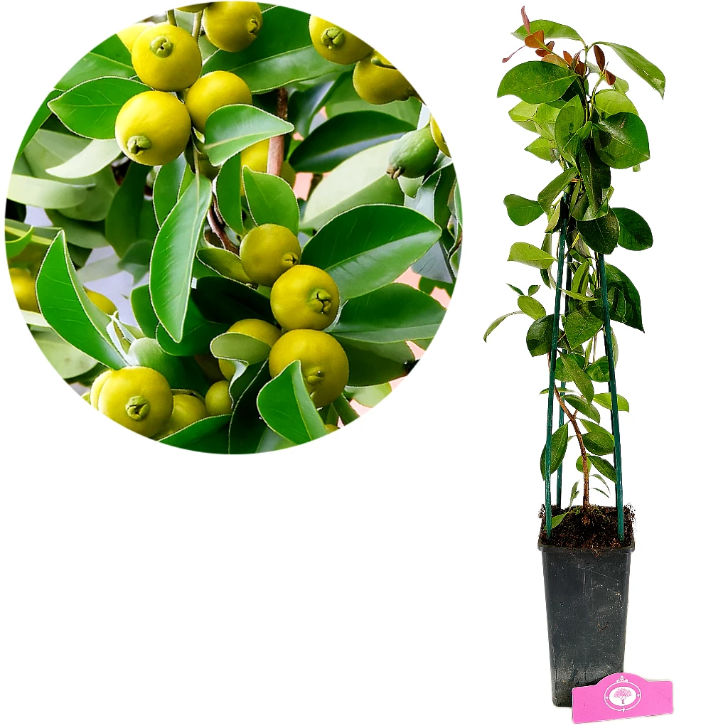 Psidium cattleianum var. luridum "Yellow", Citron guava, Højde 50-60 cm, 2 liter potte
