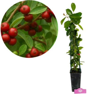 Psidium cattleianum "Red", Aardbeiguave, Hoogte 50-60cm, 2 liter pot