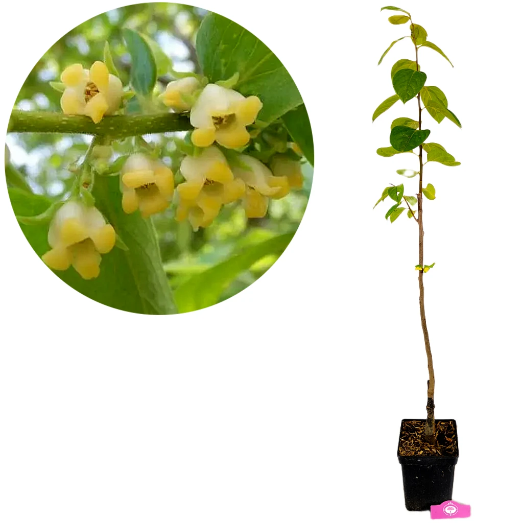 Diospyros kaki 'Pollinator', sharonfruit, 5 liter pot, Hoogte 90cm