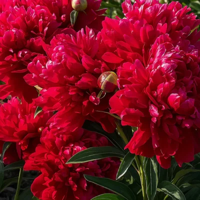 Paeonia lactiflora 'karl Rosenfield' - Pioenroos - Wortelgoed – 5 stuks