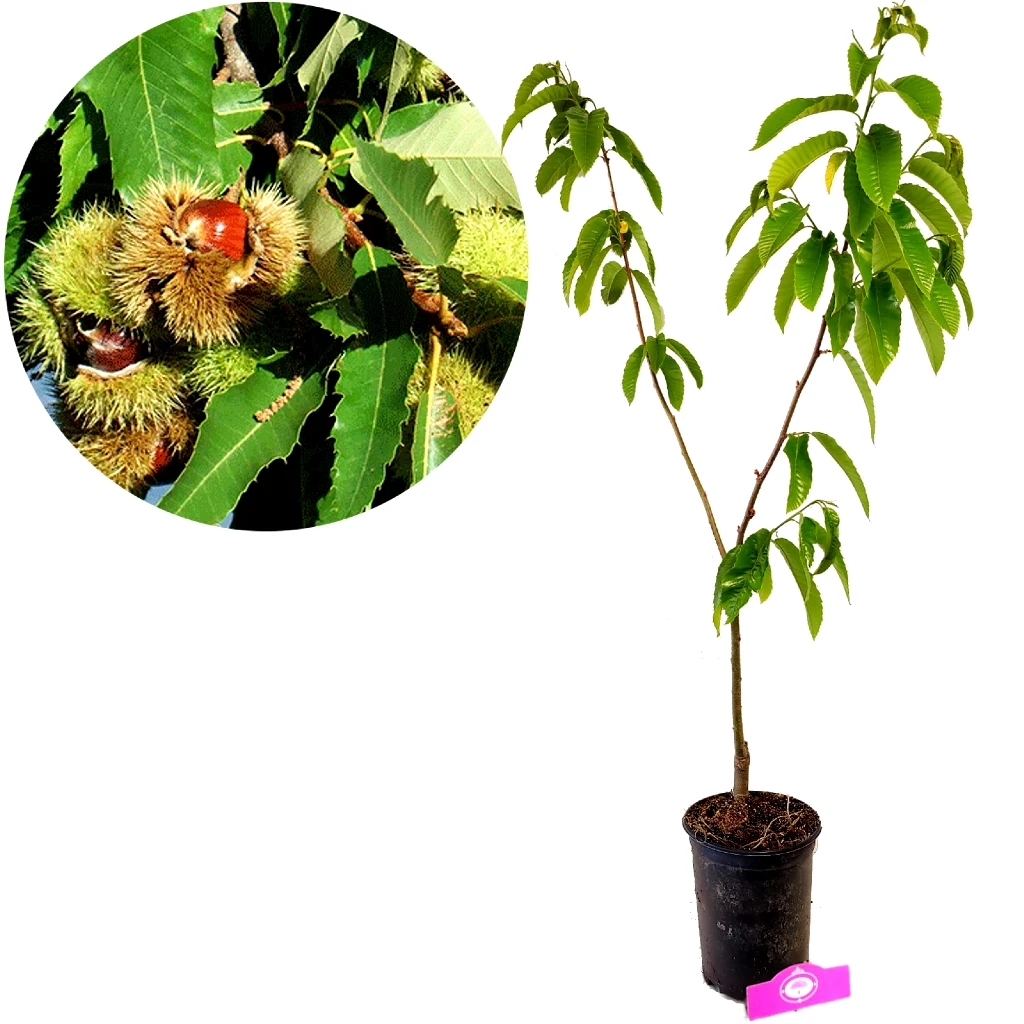 Castanea sativa 'Pilio', Tamme kastanje, Hoogte 80cm, 5 liter pot