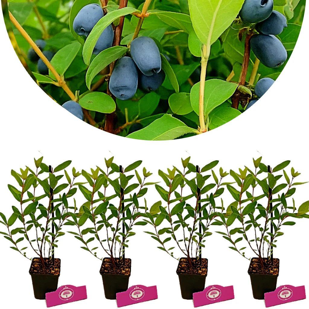 Satz von 4 Honigbeeren - Lonicera caerulea 'Boreal Blizzard' - Höhe 25cm - 9cm Topf