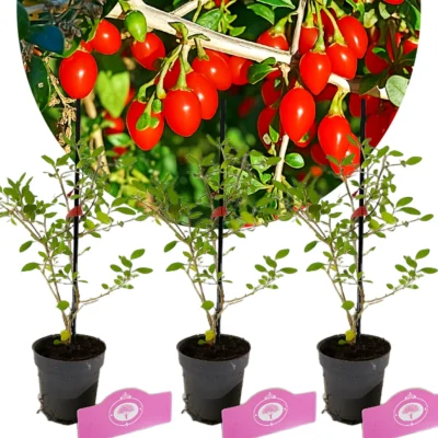 Set van 3 Chinese Goji bessen - Lycium chinense - Boksdoorn - Hoogte 25cm - 9cm pot