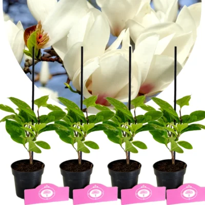 Set Van 4 Magnolia - soulangeana 'Alba Superba' – Hoogte 25cm – 9cm pot