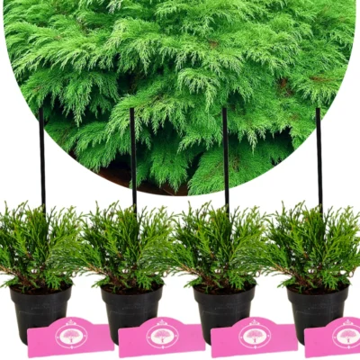 Set van 4 Valse Jeneverbes - Microbiata decussata – Hoogte 15cm - 9cm pot