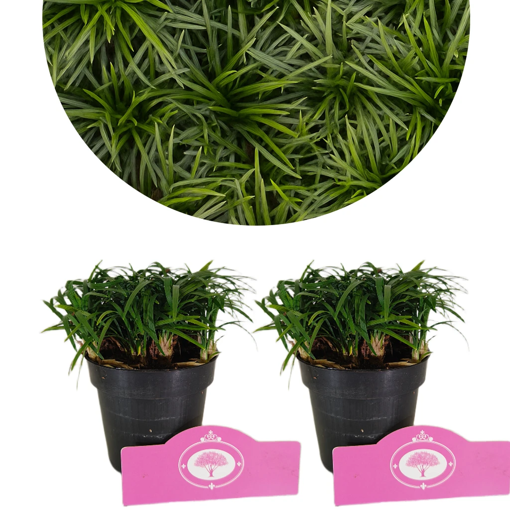 Set van 12x Slangenbaard - Ophiopogon japonicus ‘Minor’ – Hoogte 10cm – 9cm pot