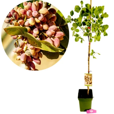 Pistachia vera 'Kerman', Vrouwelijk, Pistachenotenboom, Hoogte 100cm, 5 liter pot