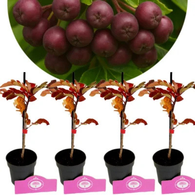 Set van 4 Grootvruchtige Lijsterbes- Sorbus 'Burka' - Hoogte 20cm - 9cm pot