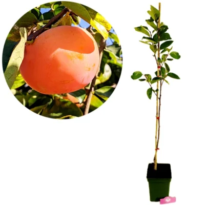 Diospyros kaki 'Corao de Rei', Kakiboom, 5 liter pot, Hoogte 90cm
