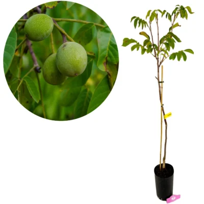 Juglans regia 'Fernor', Walnotenboom, Hoogte 100cm, 5 liter pot