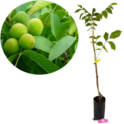 Juglans regia 'Lara', Walnotenboom, Hoogte 100cm, 5 liter pot