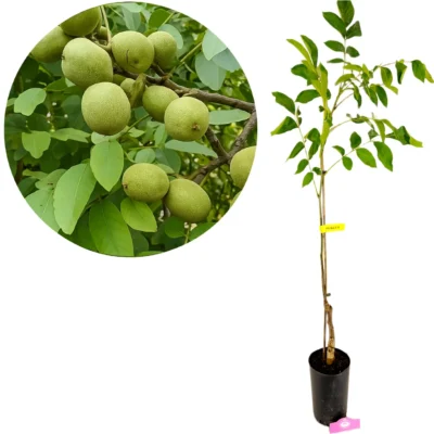 Juglans regia 'Franquette', Walnotenboom, Hoogte 100cm, 5 liter pot