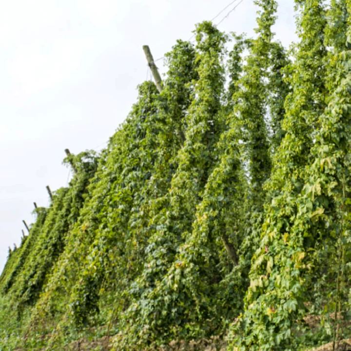 Humulus lupulus 'Nordbrau', Hopplant, Hoogte 45-50cm, 2 liter pot. - Billede 3