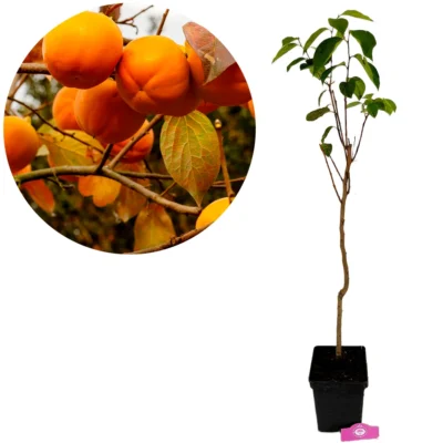 Diospyros kaki 'Tone Wase', sharonfruit, 5 liter pot, 90cm