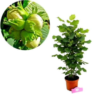 Corylus avellana 'Jefferson' - Amerikaanse Hazelnoot - Hoogte 100cm - 2 liter pot