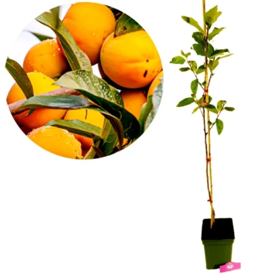 Diospyros kaki 'Sharon', Kakiboom, 5 liter pot, Hoogte 90cm
