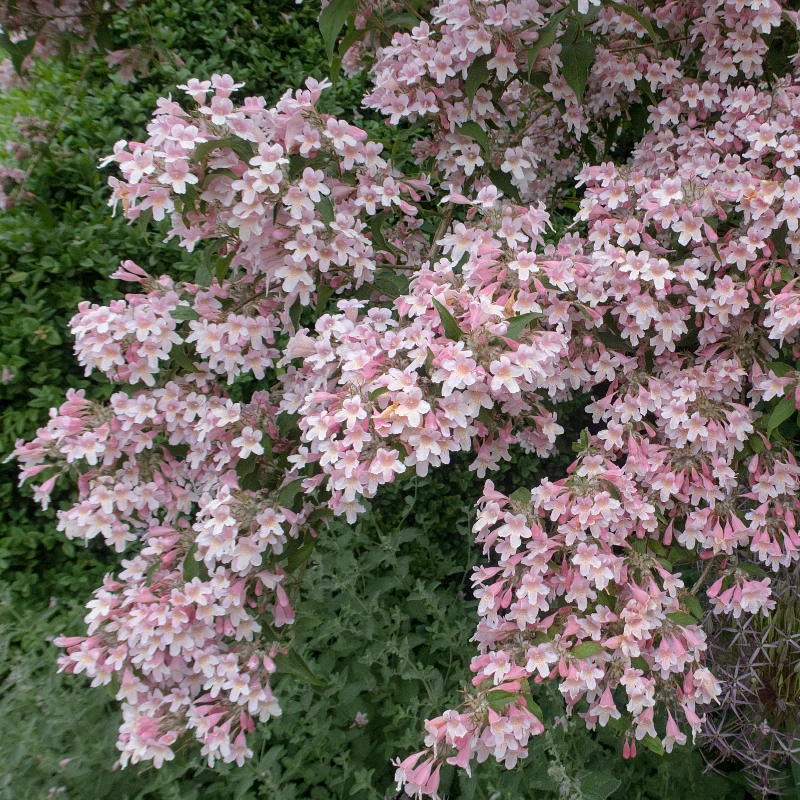 Lot de 4 arbustes à reine - Kolkwitzia amabilis 'Pink Cloud' - Fleur rose pâle - Pot de 9cm