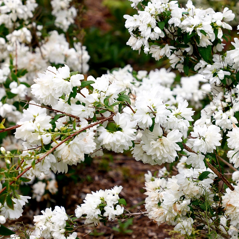 Set van 4 Boerenjasmijn - Philadelphus 'Schneesturm' - Witte bloem - 9cm pot