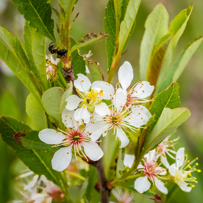 Set med 2 sandkörsbär - Prunus pumila depressa - 2-liters kruka