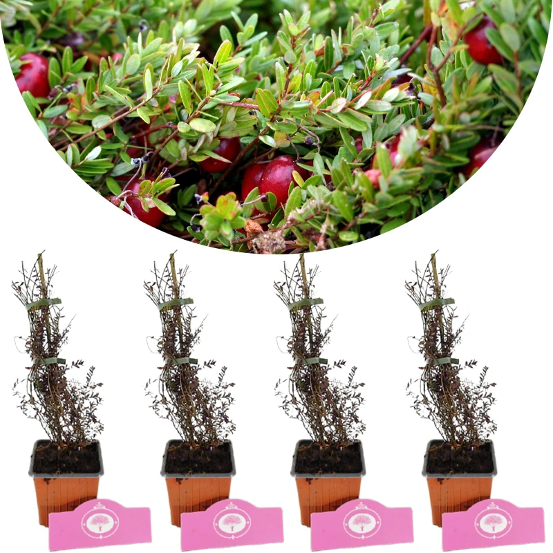 Lot de 4 Airelles - Vaccinium macrocarpon 'Pilgrim' - Airelles - Pot de 9cm