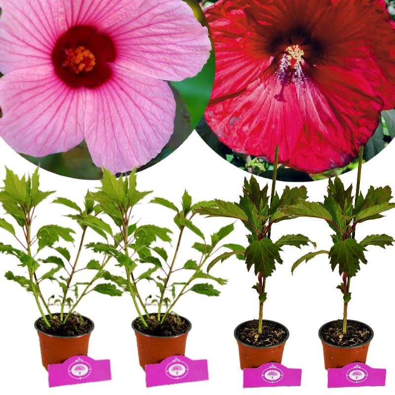 Lot de 4 Hibiscus Moscheutos - Hibiscus 'Burgundy Velvet', 'Big Pansy' - Fleur rouge et rose - Pot de 9cm